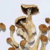 Golden Teacher Magic Mushrooms