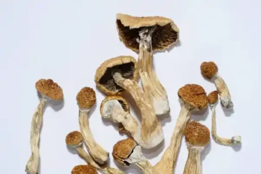 Golden Teacher Magic Mushrooms