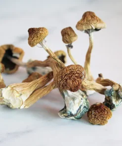 African Transkei Magic Mushrooms