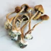 African Transkei Magic Mushrooms