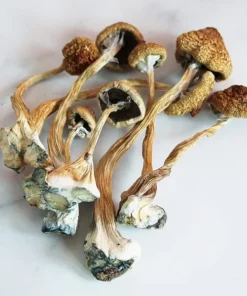 African Transkei Magic Mushrooms